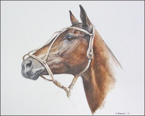 sweet_william_Feature Polo Museum and Hall of Fame Horses to Remember Sweet William
