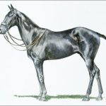 Polo Museum and Hall of Fame Horses to Remember Tenby