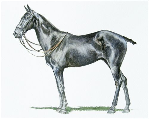 tenby_feature Polo Museum and Hall of Fame Horses to Remember Tenby